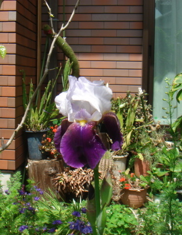 白と紫の菖蒲.JPG